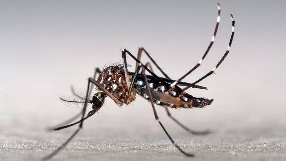 CONFIRMARON UN CASO DE DENGUE EN LA PROVINCIA