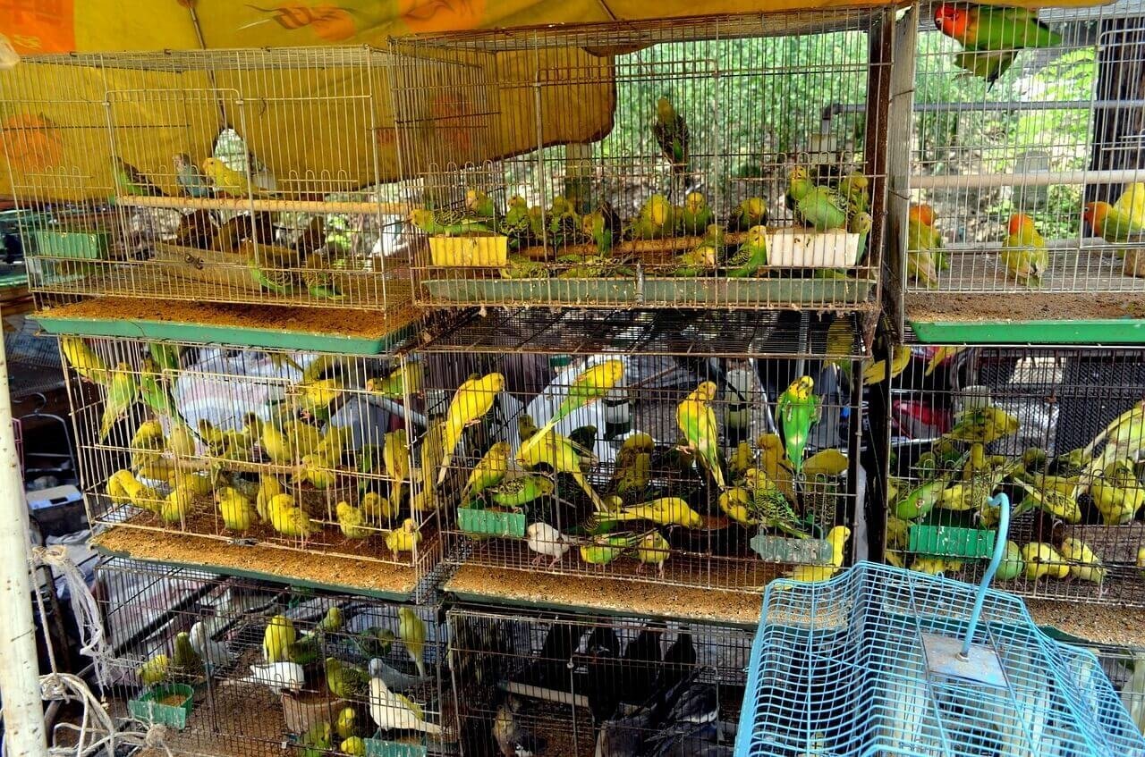 Operativo contra el tráfico de fauna en Villa Elisa: rescataron 80 aves silvestres, varias de ellas de especies en extinción