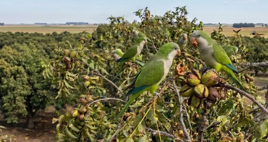Emergencia en los pecanes de Larroque: el avance de los loros pone en jaque la cosecha de este año