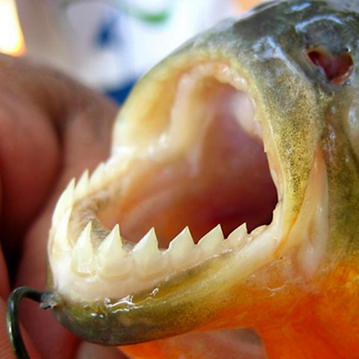 Decenas de heridos por palometas en playa entrerriana: un bañista perdió un dedo